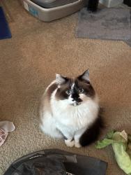 Reunited Female Cat last seen Near Iowa St, San Diego, CA 92104, USA, San Diego, CA 92104
