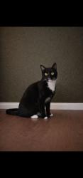 Reunited Male Cat last seen Birchleaf Ave, Downey, CA 90240