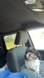 Lost Female Dog last seen Miami, Miami, FL 33147