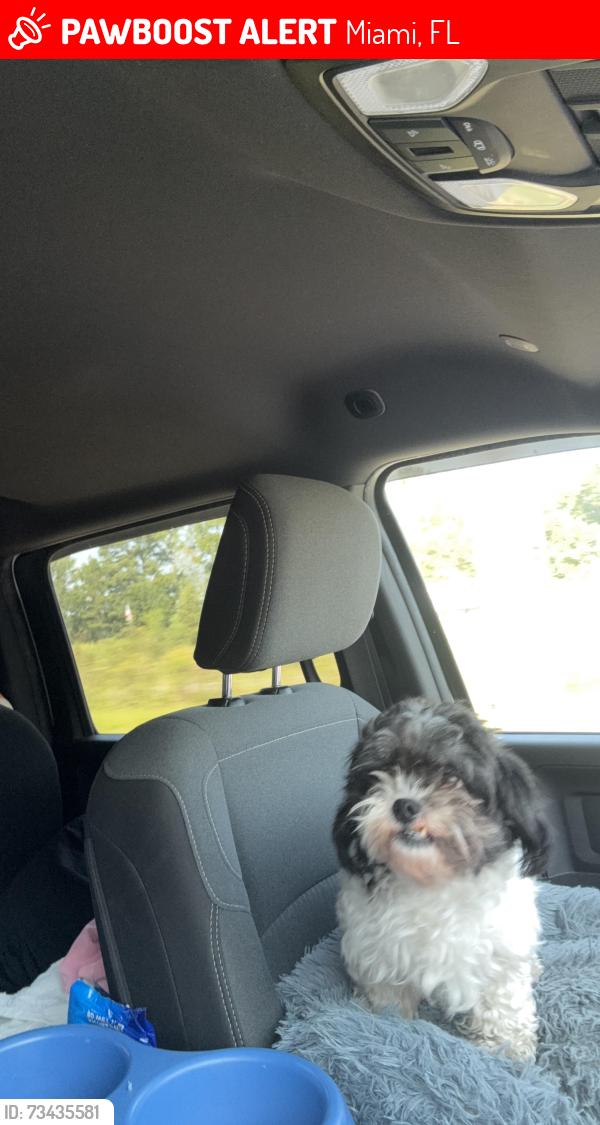 Lost Female Dog last seen Miami, Miami, FL 33147