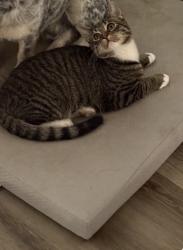 Lost Male Cat last seen in rocky ridge neighborhood, Aurora, CO 80017