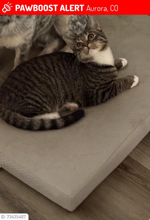 Lost Male Cat last seen in rocky ridge neighborhood, Aurora, CO 80017