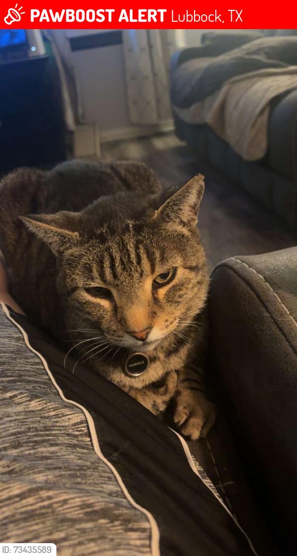 Lost Male Cat last seen 46th and Wayne, Lubbock, TX 79414