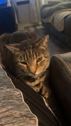 Lost Male Cat last seen 46th and Wayne, Lubbock, TX 79414