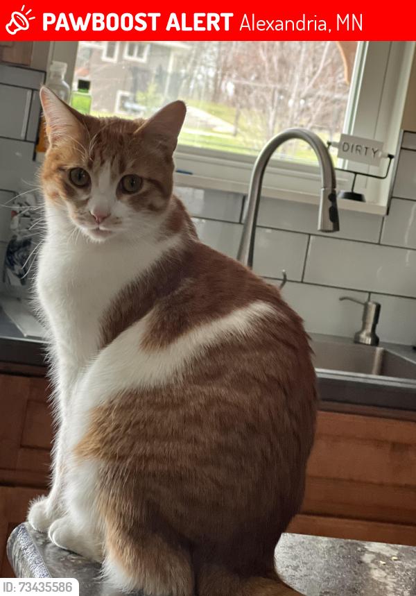 Lost Female Cat last seen Hwy 29 and and Crestwood lane ne, Alexandria, MN 56308