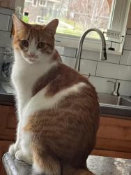 Lost Female Cat last seen Hwy 29 and and Crestwood lane ne, Alexandria, MN 56308