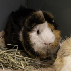 Shelter Stray Female Guinea pig last seen Magnolia Lane (Cypress Spray Park), Madison 14, City of, WI, 5132 Voges Rd, Madison, WI 53718, USA