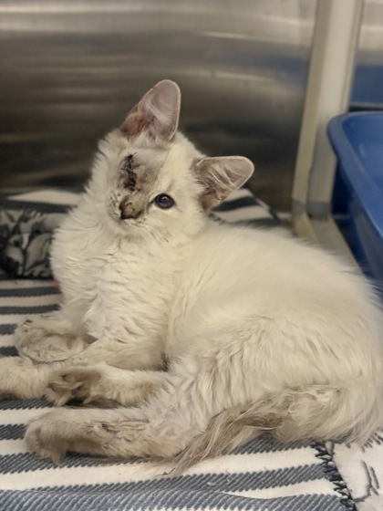 Shelter Stray Male Cat last seen W Hammond Ave & N Marty Ave, Fresno Zone Fresno CO 2 93722, CA, 1510 W Dan Ronquillo Dr, Fresno, CA 93706, USA