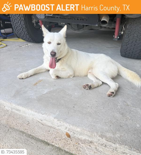 Found/Stray Male Dog last seen Falvel Rd and Spring Stubener, Harris County, TX 77388