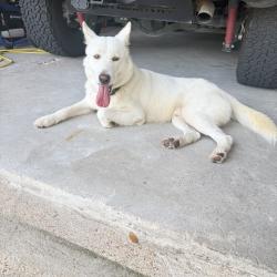Found/Stray Male Dog last seen Falvel Rd and Spring Stubener, Harris County, TX 77388
