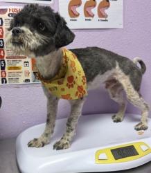 Shelter Stray Male Dog last seen Near Gonzales Rd, San Elizario, TX, 5001 Fred Wilson Ave, El Paso, TX 79906, USA