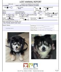 Lost Male Dog last seen Near E 25th Street Apt A, Oakland, CA 94606
