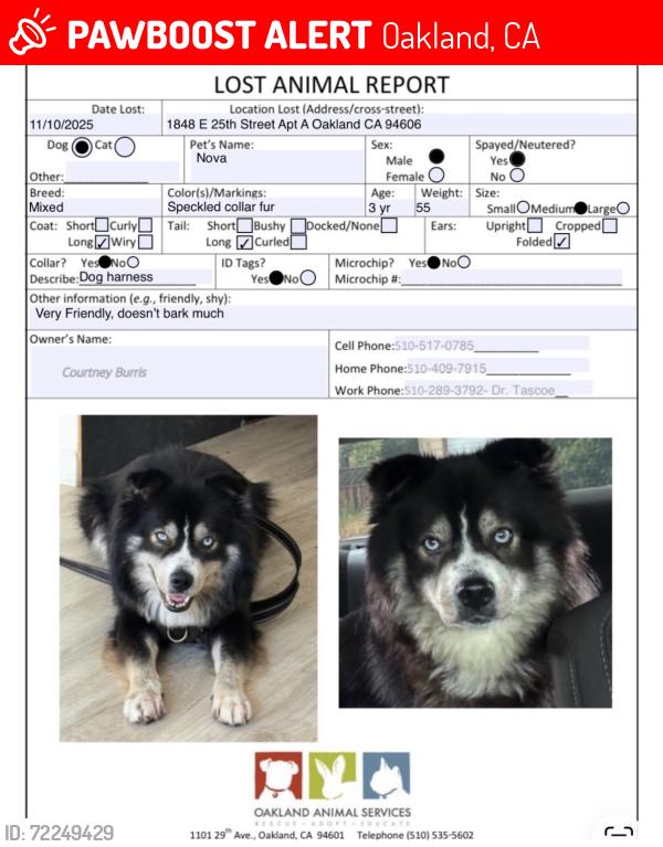 Lost Male Dog last seen Near E 25th Street Apt A, Oakland, CA 94606