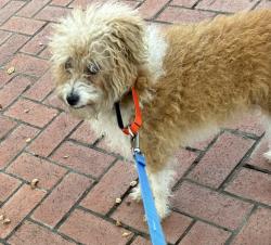 Reunited Female Dog last seen Willow rd and Coleman Menlo Park, Menlo Park, CA 94025