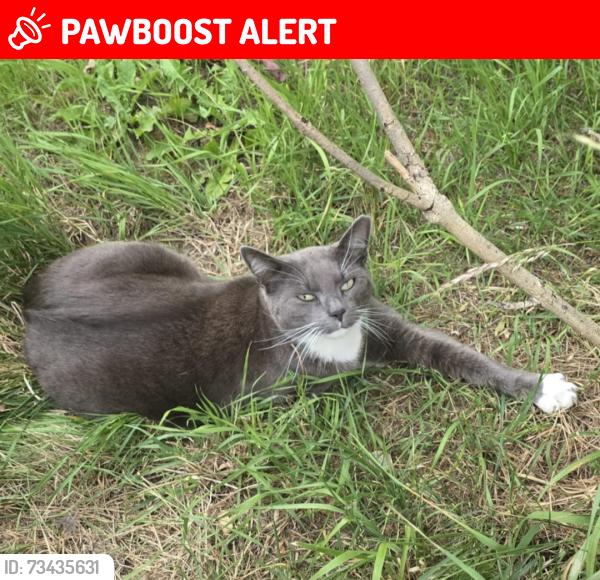 Lost Male Cat last seen Worsbrough Common Barnsley, South Yorkshire, England S70