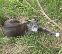 Lost Male Cat last seen Worsbrough Common Barnsley, South Yorkshire, England S70