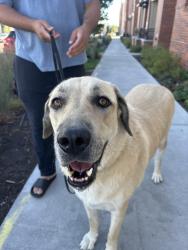 Found/Stray Male Dog last seen Federal and Dartmouth, Denver, CO 80236