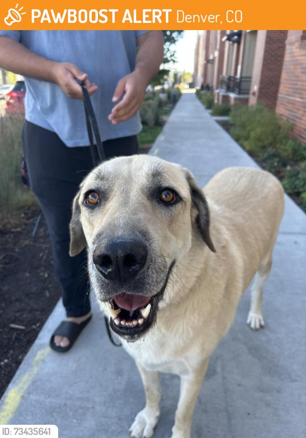 Found/Stray Male Dog last seen Federal and Dartmouth, Denver, CO 80236