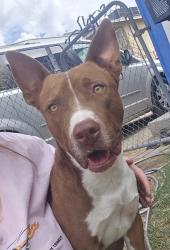 Reunited Male Dog last seen Crawford and Lake Mead, North Las Vegas, NV 89030