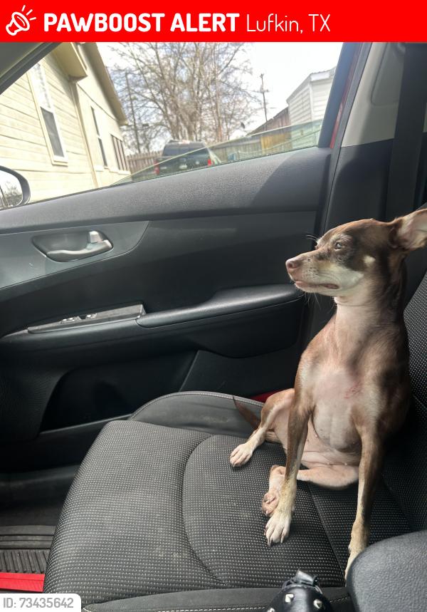 Lost Female Dog last seen Heb, Lufkin, TX 75903