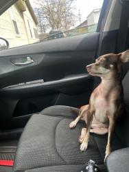 Lost Female Dog last seen Heb, Lufkin, TX 75903