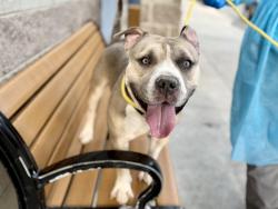 Shelter Stray Male Dog last seen Apt 5E,720 Tiffany Street, BRONX, NY, 10474, 326 E 110th St, New York, NY 10029, USA