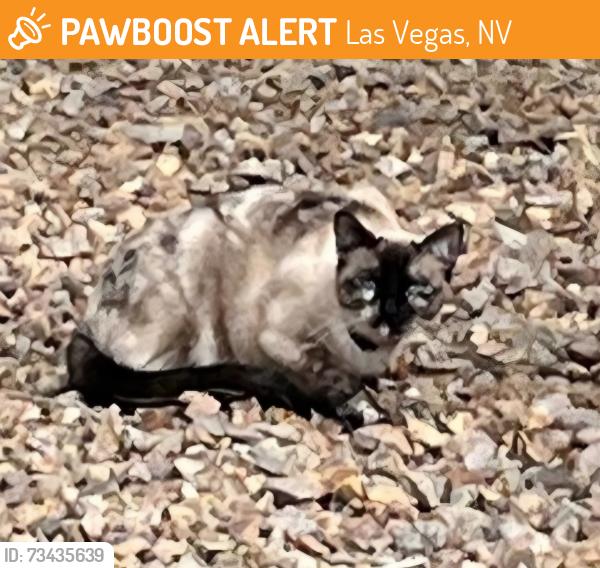 Found/Stray Unknown Cat last seen Near Stone Mountain ests gate, Las Vegas, NV 89131