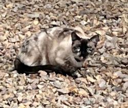 Found/Stray Unknown Cat last seen Near Stone Mountain ests gate, Las Vegas, NV 89131