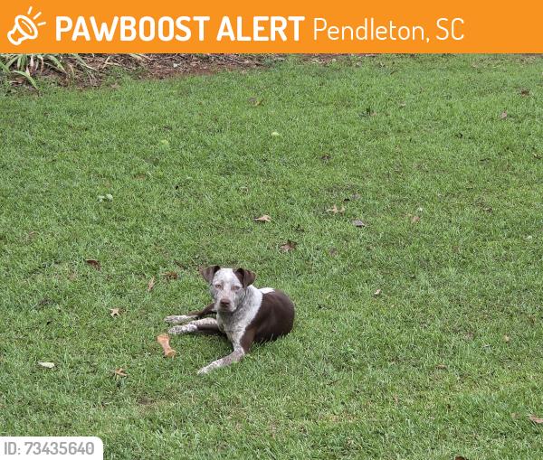 Found/Stray Male Dog last seen Bishop Branch Area, Pendleton, SC 29670