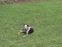 Found/Stray Male Dog last seen Bishop Branch Area, Pendleton, SC 29670