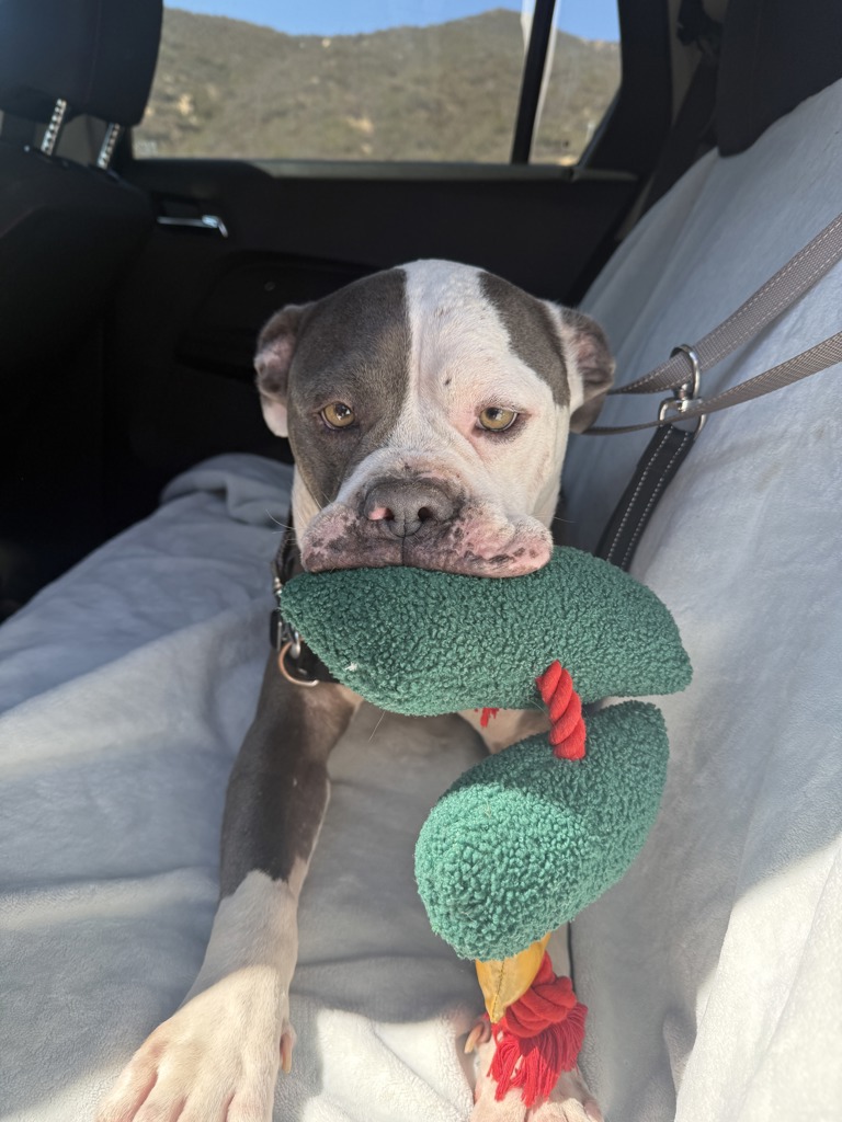 Shelter Stray Male Dog last seen Near Norman Strasse Road, San Marcos, CA, 92069, Escondido, CA 92027, USA