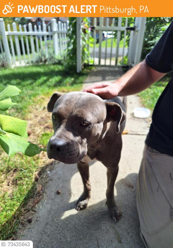 Found/Stray Female Dog last seen Near Goodman Street, Pittsburgh PA 15218, Pittsburgh, PA 15218