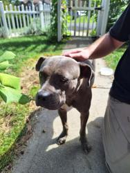 Found/Stray Female Dog last seen Near Goodman Street, Pittsburgh PA 15218, Pittsburgh, PA 15218
