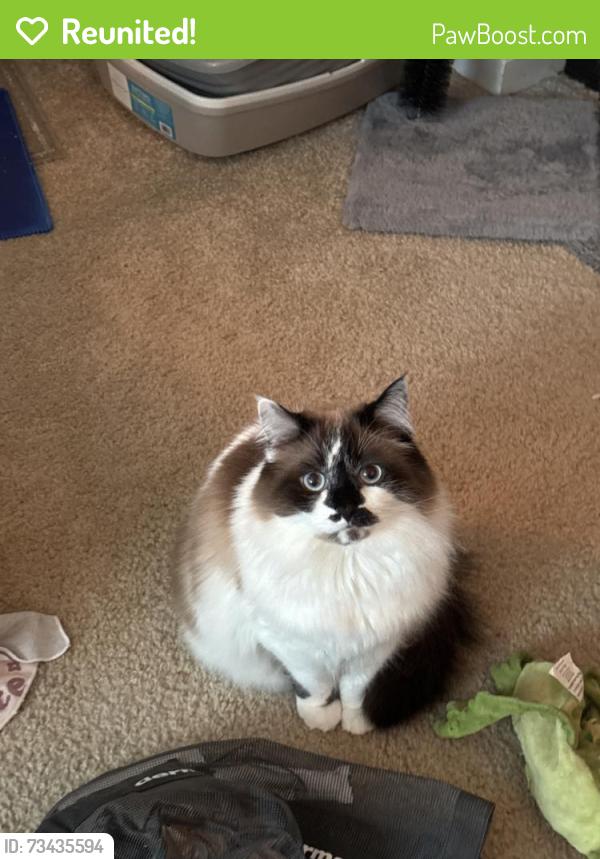 Reunited Female Cat last seen Near Iowa St, San Diego, CA 92104, USA, San Diego, CA 92104