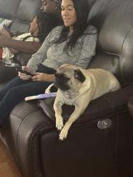 Reunited Female Dog last seen Papago st and Yuma, Goodyear, AZ 85338