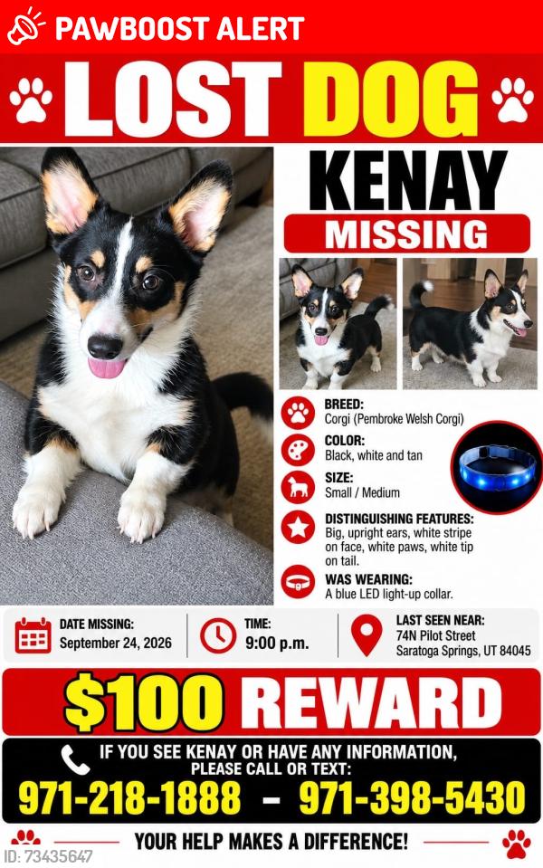 Lost Male Dog last seen Pilot street, Saratoga Springs, UT 84043