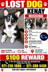 Lost Male Dog last seen Pilot street, Saratoga Springs, UT 84043