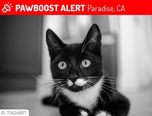 Lost Male Cat last seen Crestview Dr. cross street: Crestwood Dr., Paradise, CA 95969