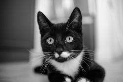Lost Male Cat last seen Crestview Dr. cross street: Crestwood Dr., Paradise, CA 95969