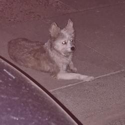 Found/Stray Unknown Dog last seen 65th Dr. Montecito, Phoenix, AZ 85035