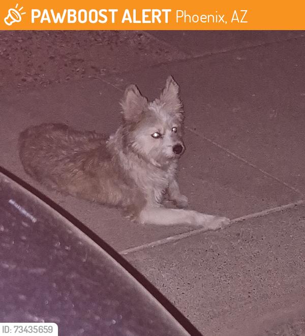Found/Stray Unknown Dog last seen 65th Dr. Montecito, Phoenix, AZ 85035