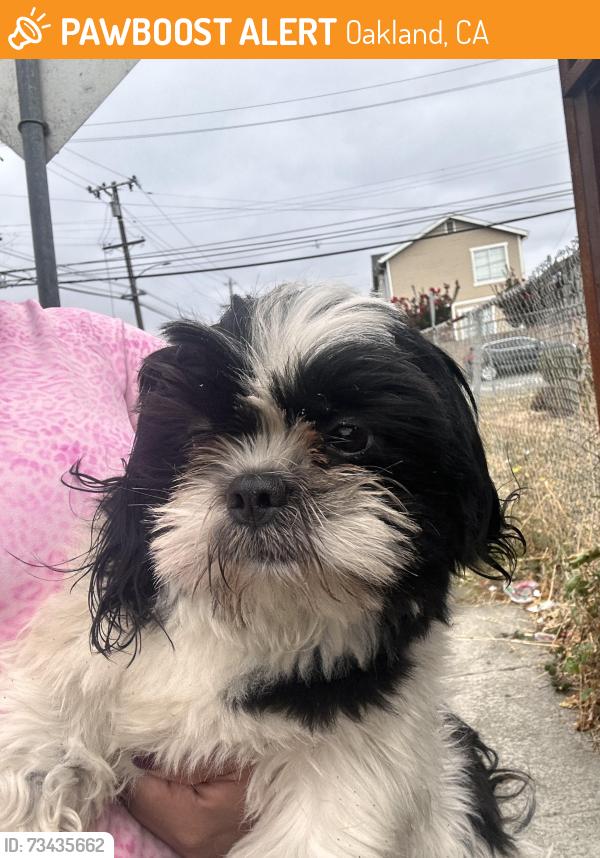 Found/Stray Male Dog last seen Near 77th ave, Oakland, CA 94621