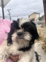 Found/Stray Male Dog last seen Near 77th ave, Oakland, CA 94621