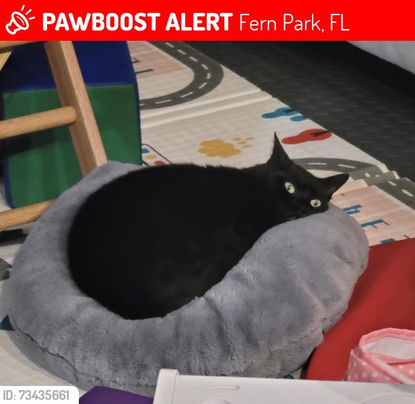 Lost Male Cat last seen Hunterfield Rd and Oxford in Maitland, Fern Park, FL 32751