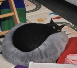 Lost Male Cat last seen Hunterfield Rd and Oxford in Maitland, Fern Park, FL 32751