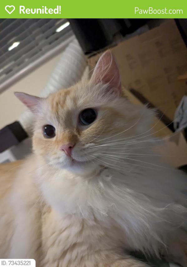 Reunited Male Cat last seen Mountbatten Road est, Essex, England CO2 8BQ
