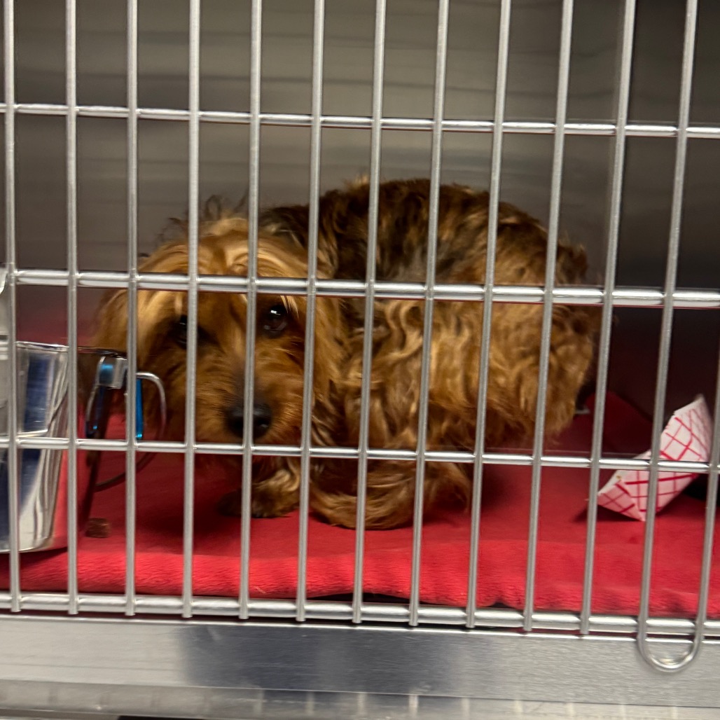 Shelter Stray Female Dog last seen , 328 Furman Hall Rd, Greenville, SC 29609, USA