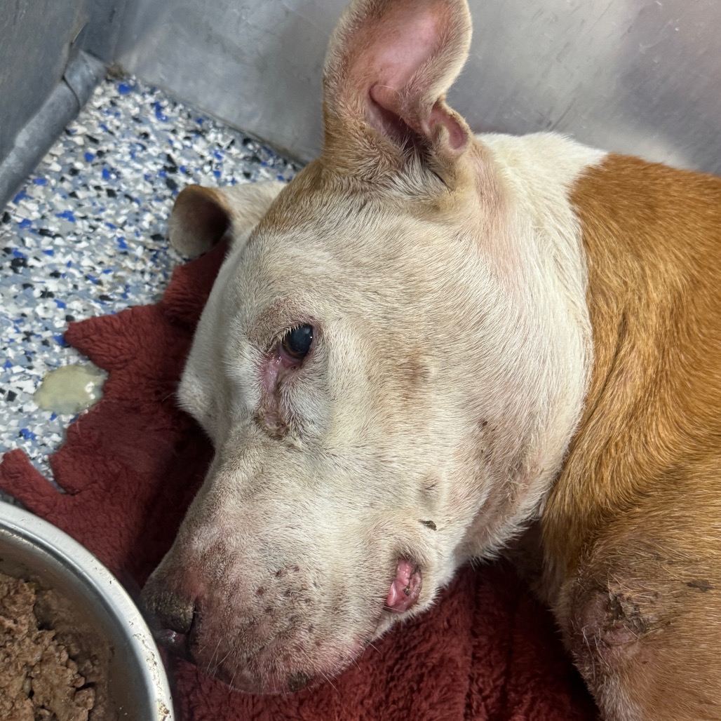 Shelter Stray Female Dog last seen , 328 Furman Hall Rd, Greenville, SC 29609, USA