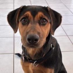 Shelter Stray Female Dog last seen , 1500 Idalia Rd NE, Bernalillo, NM 87004, USA