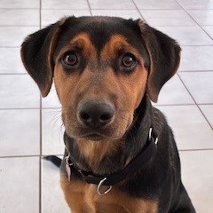 Shelter Stray Female Dog last seen , 1500 Idalia Rd NE, Bernalillo, NM 87004, USA